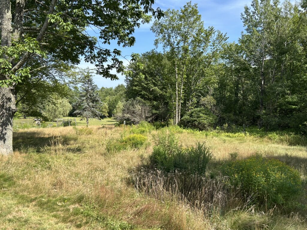 Tenney Hill Field